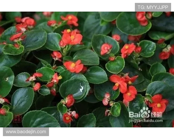 壹号平台注册链接官方版下载最新版本的详细步骤与注意事项